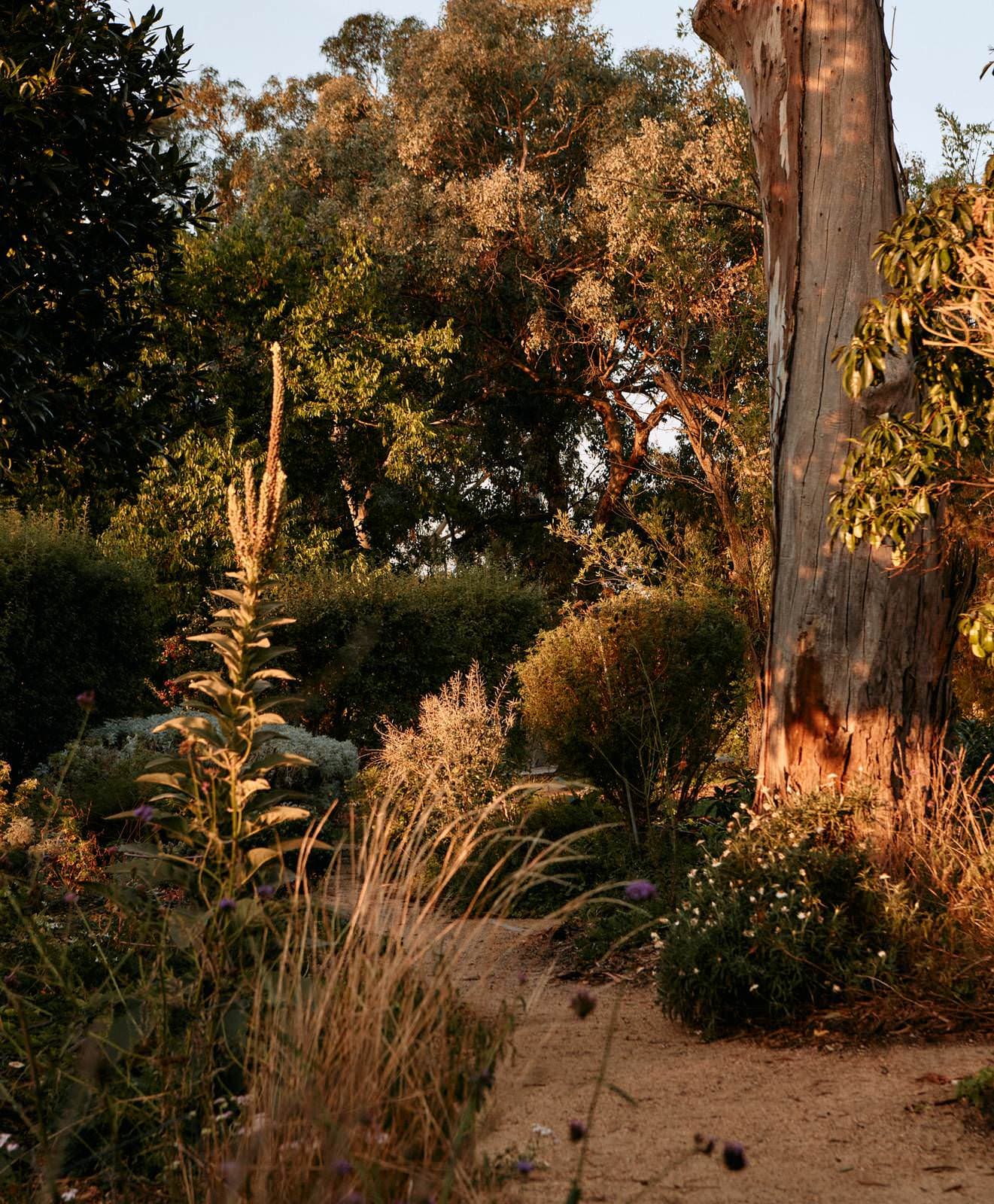 Native Australian Garden